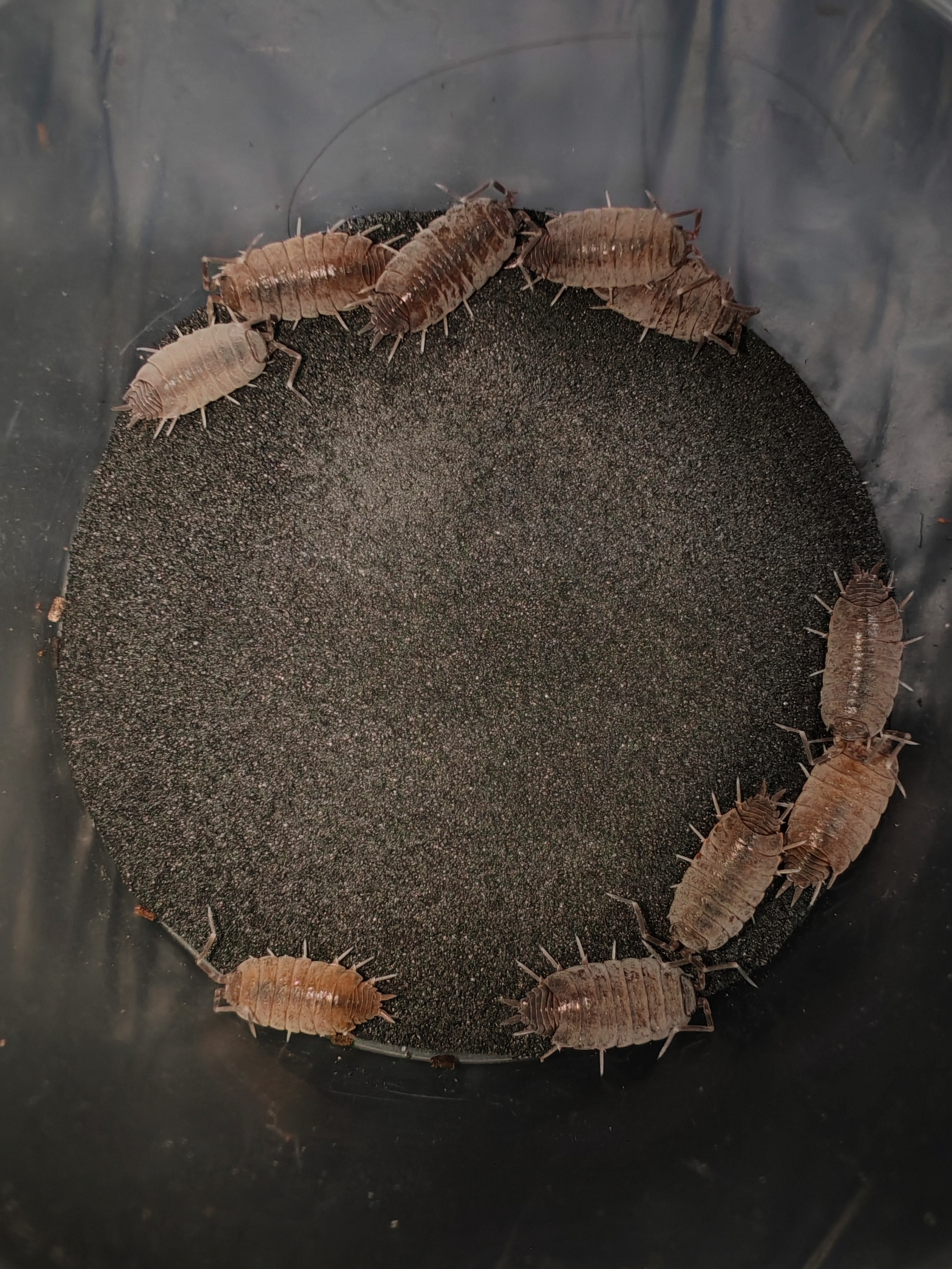 PORCELLİONİDES PRUİNOSUS POWDER BLUE