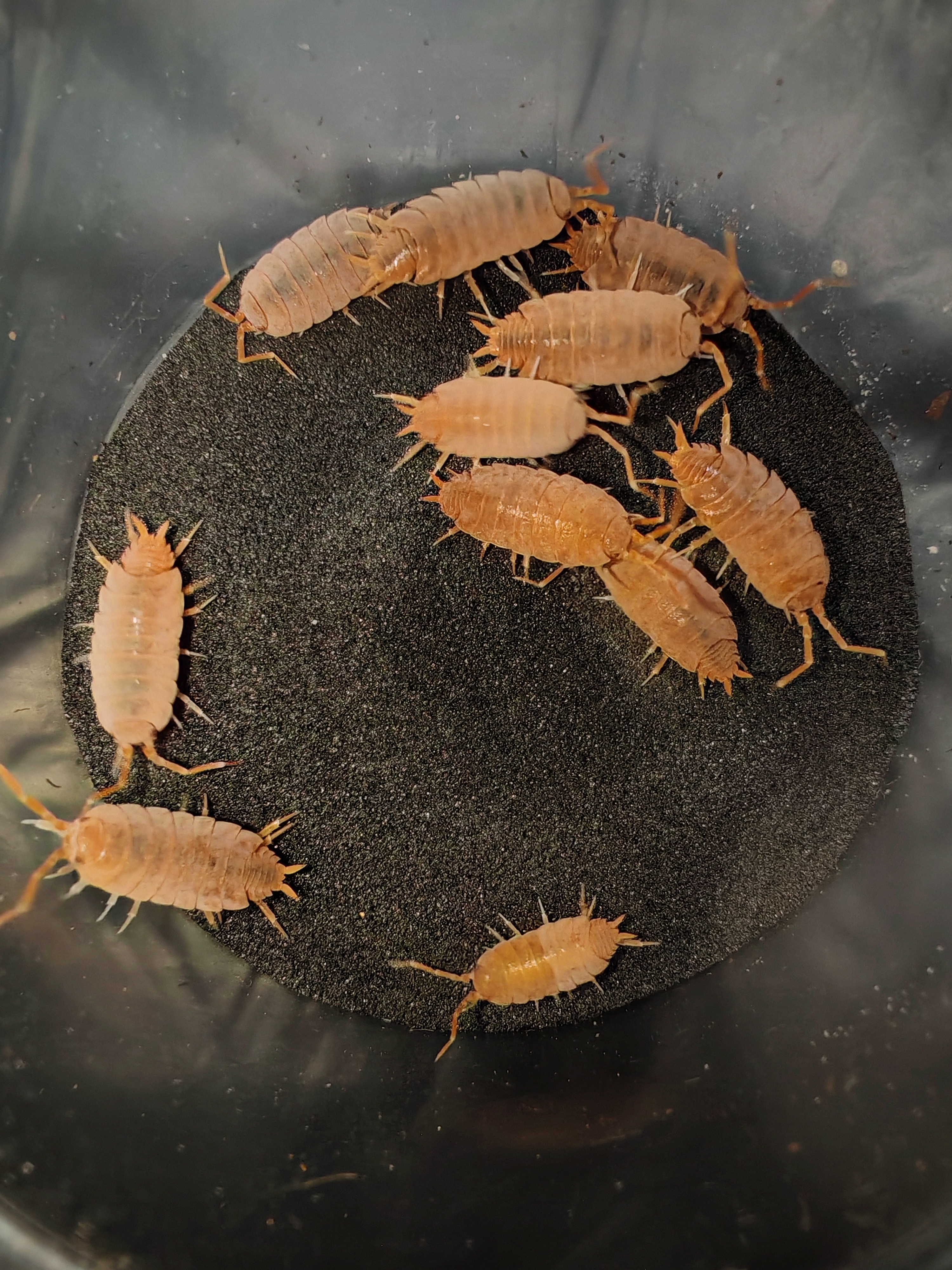 PORCELLİONİDES PRUİNOSUS POWDER ORANGE