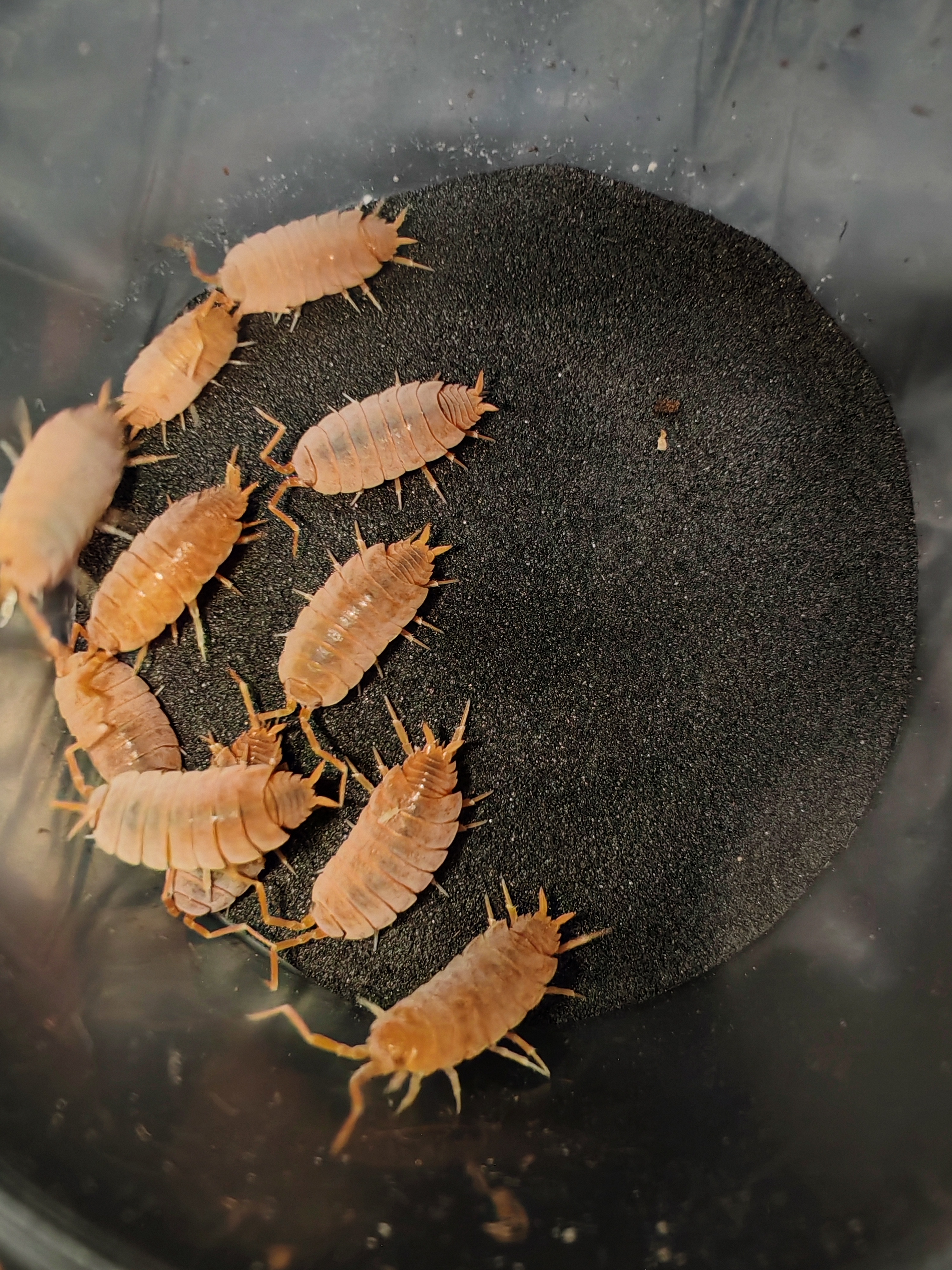 PORCELLİONİDES PRUİNOSUS POWDER ORANGE