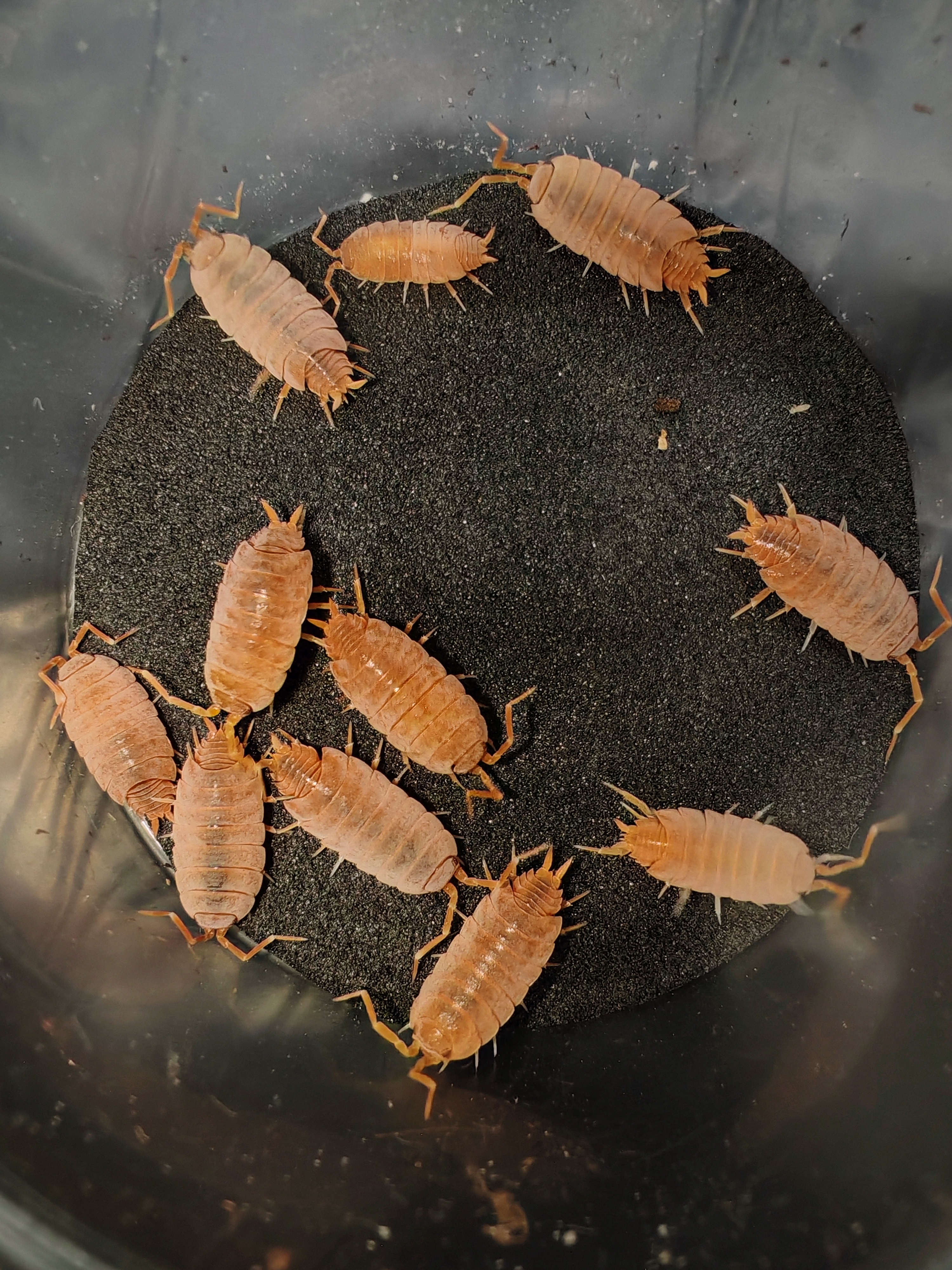 PORCELLİONİDES PRUİNOSUS POWDER ORANGE