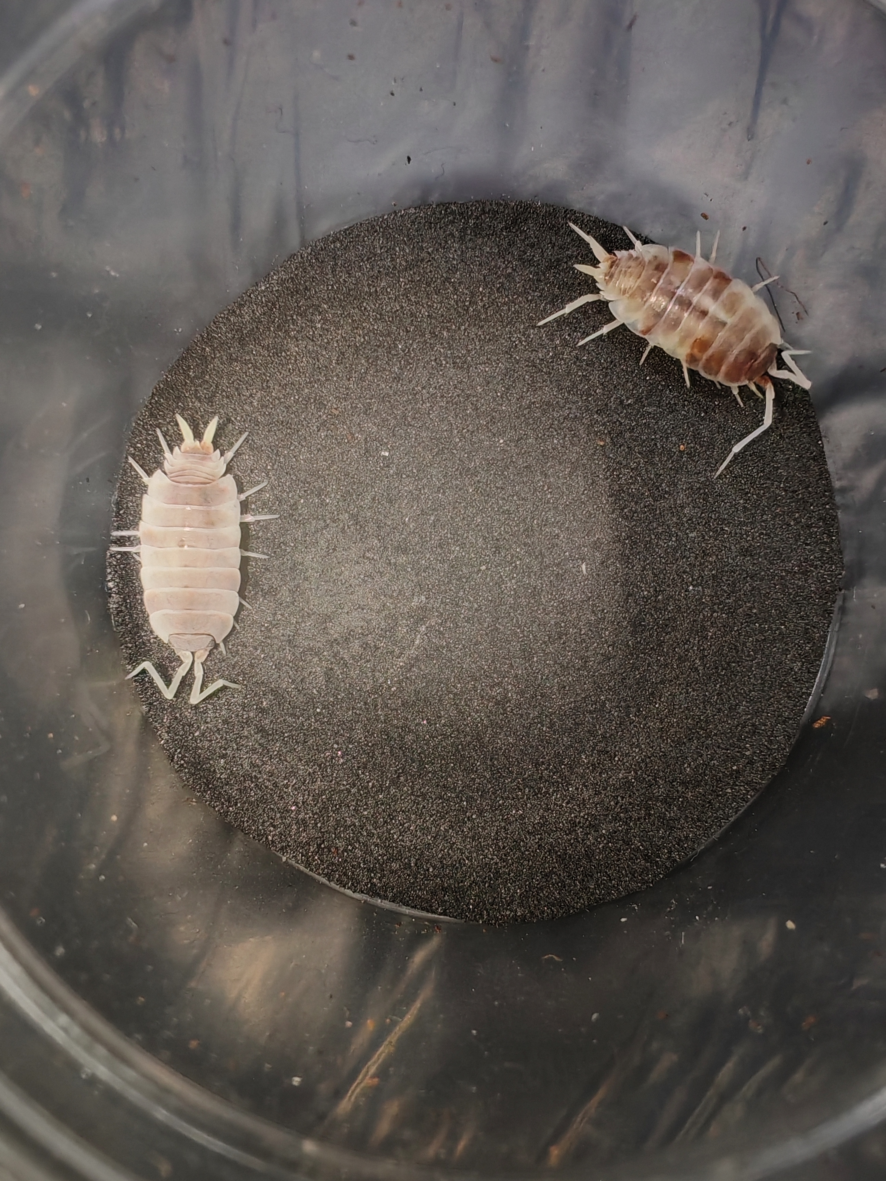 PORCELLİONİDES PRUİNOSUS ORANGE KOİ