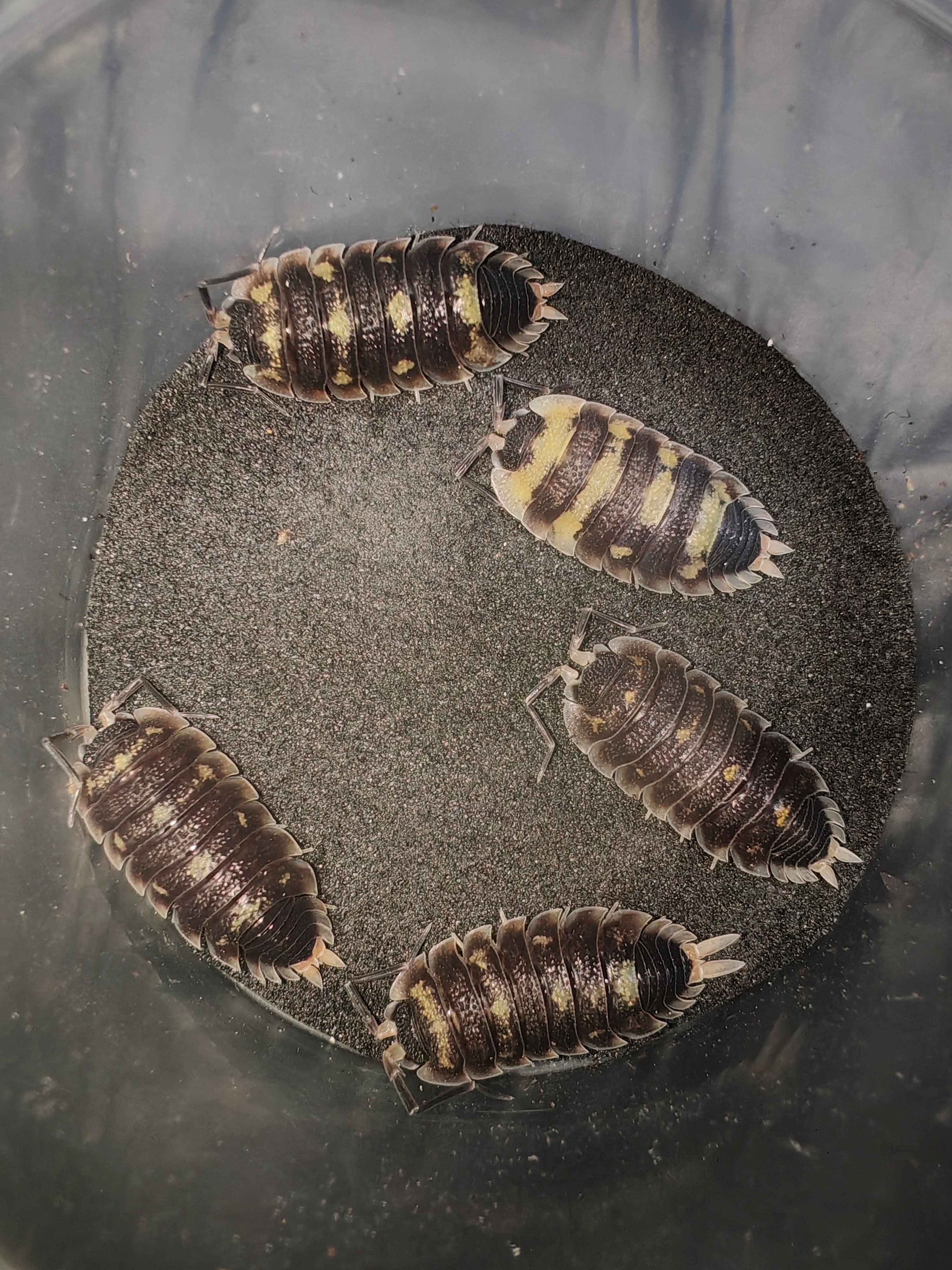 PORCELLİO SP TAHTALI