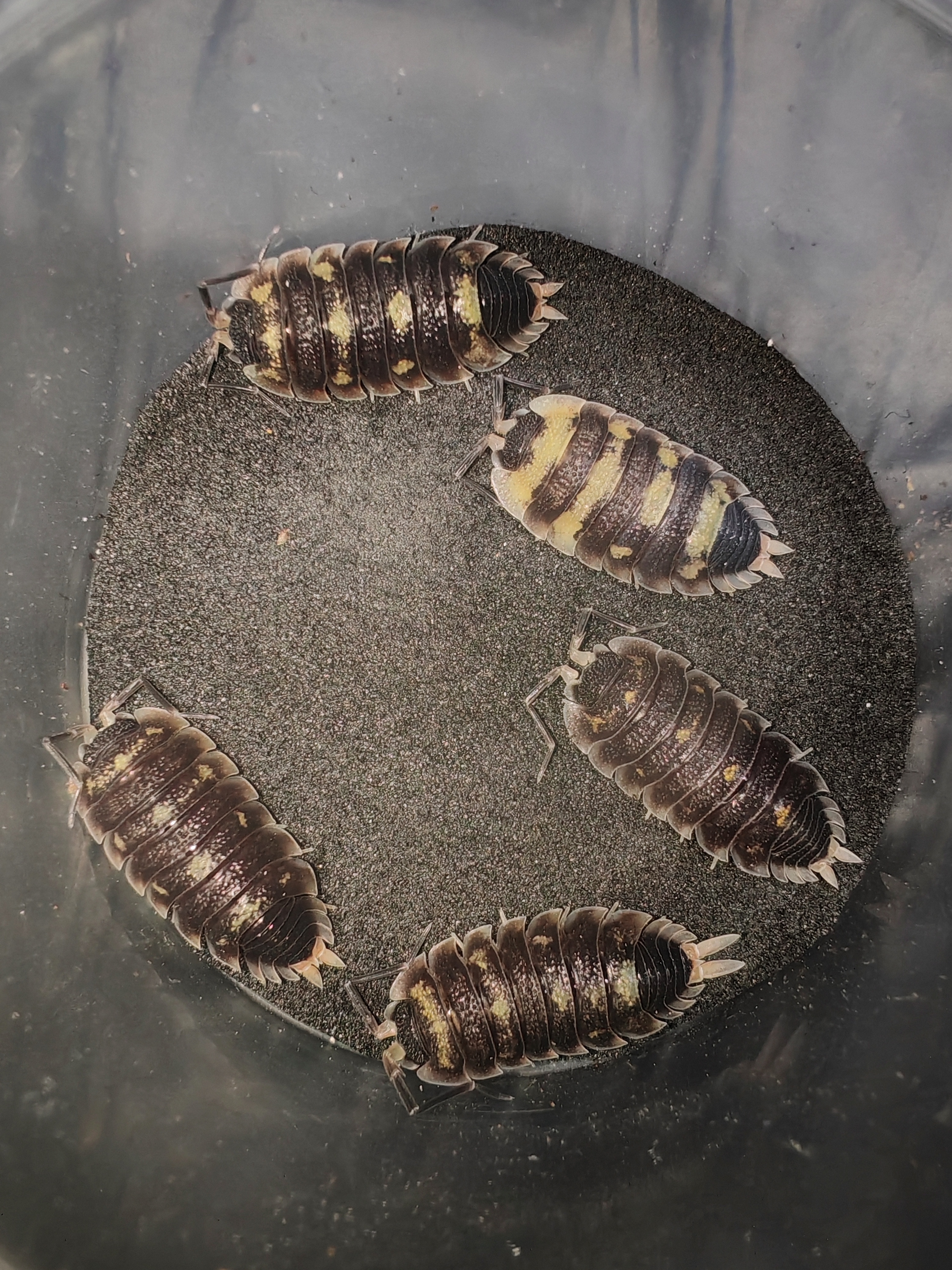 PORCELLİO SP TAHTALI