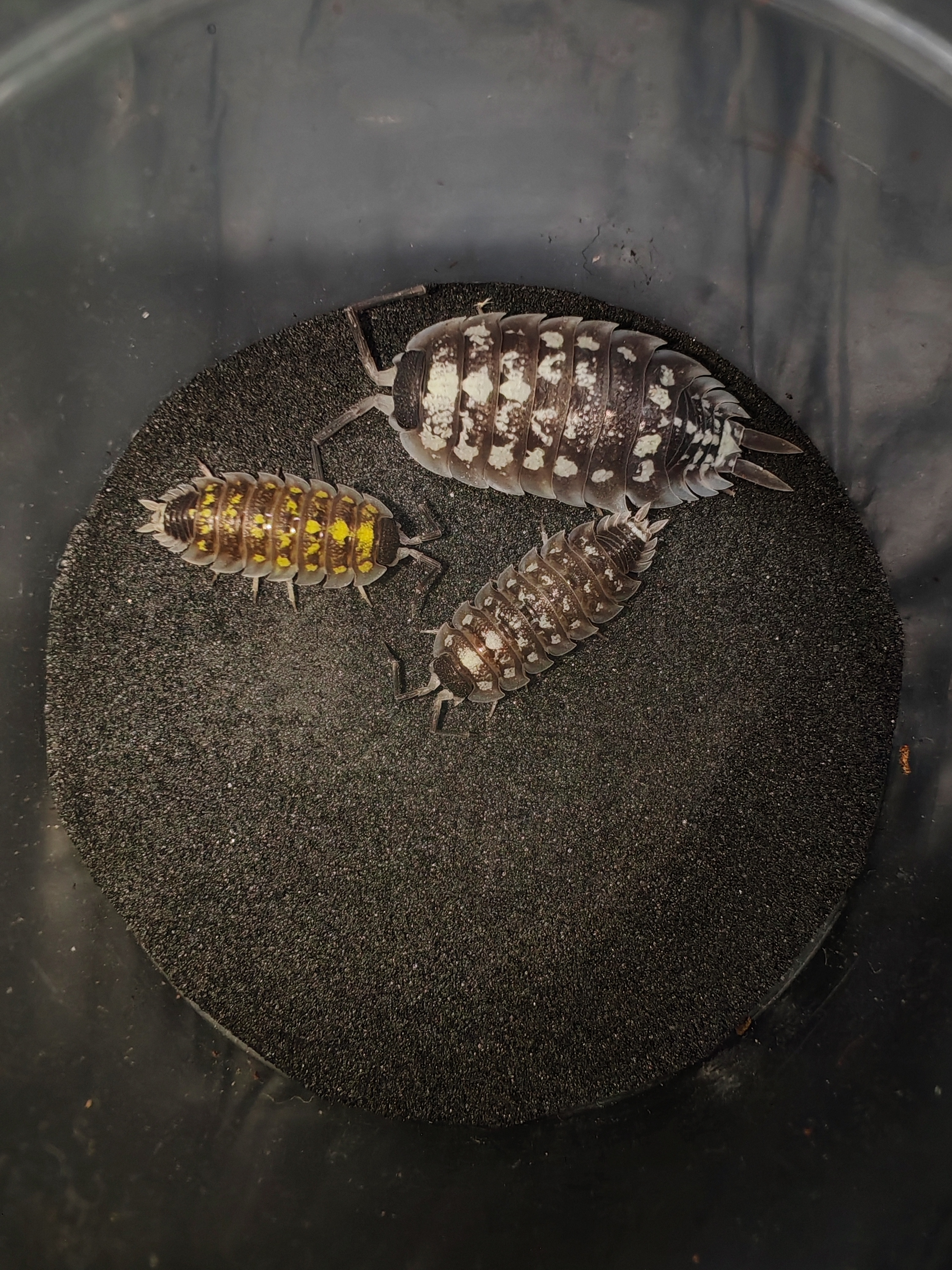 PORCELLİO SP YELLOW SPOTTED