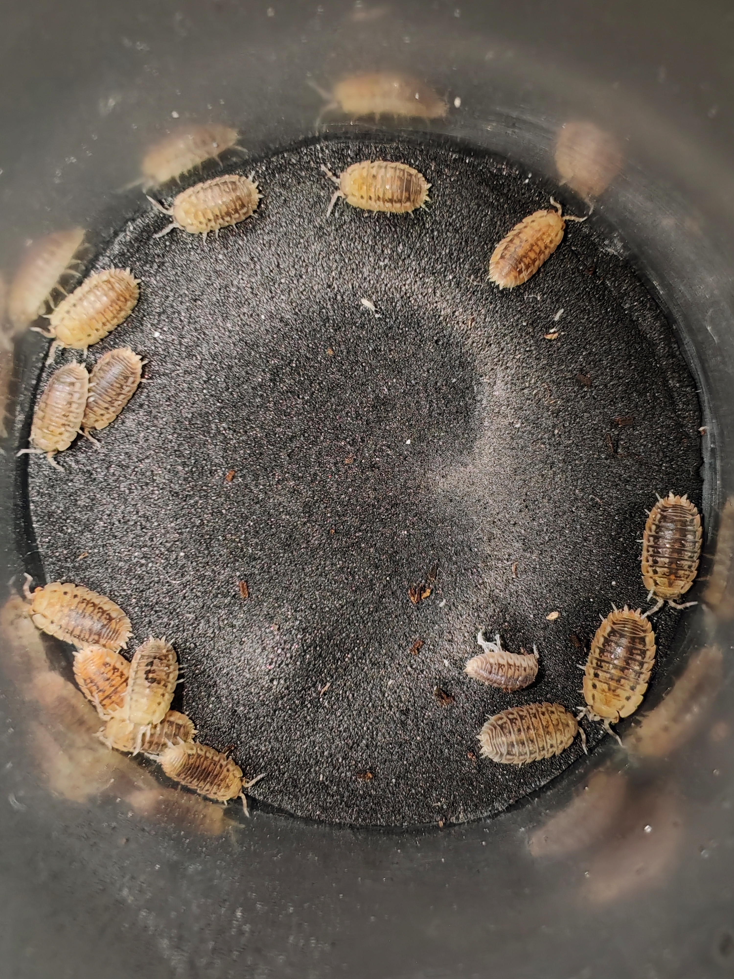 AGABİFORMİUS EXCAVATUS