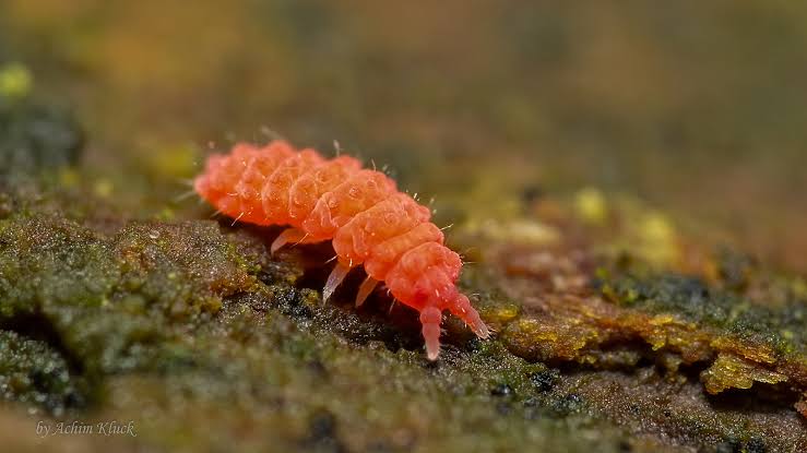 BİLOBELLA BRAUNERAE