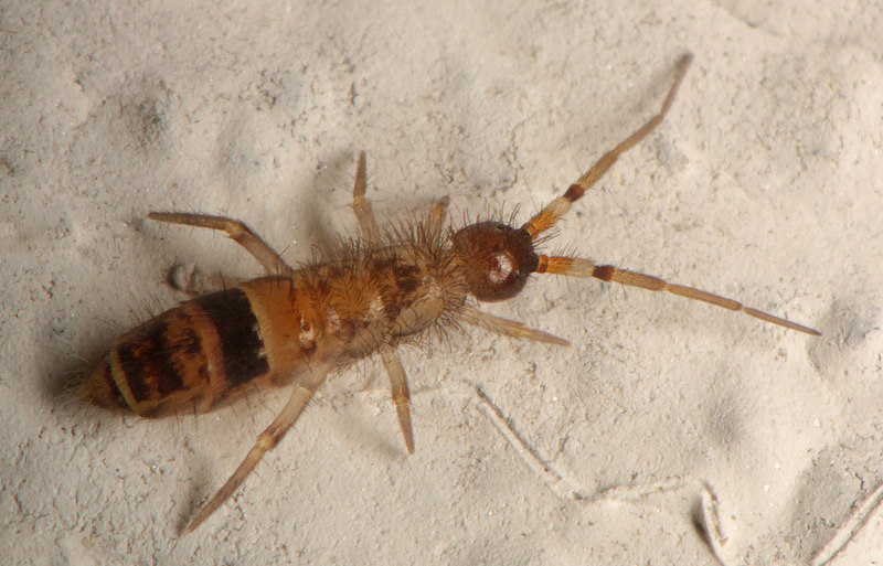 ORCHESELLA CİNCTA