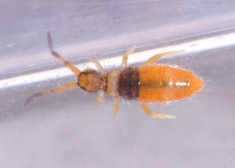 ENTOMOBRYA ATROCİNCTA