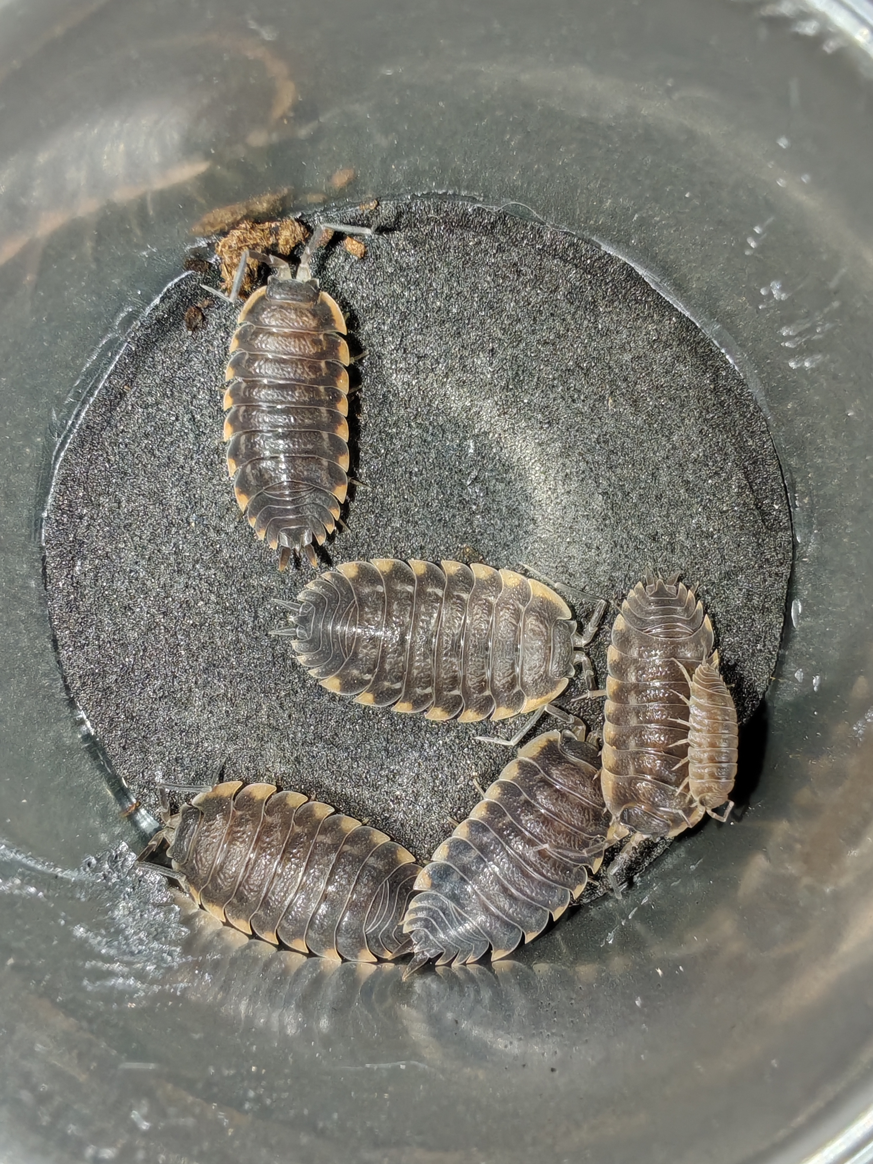 TRACHELİPUS CAUCASİUS