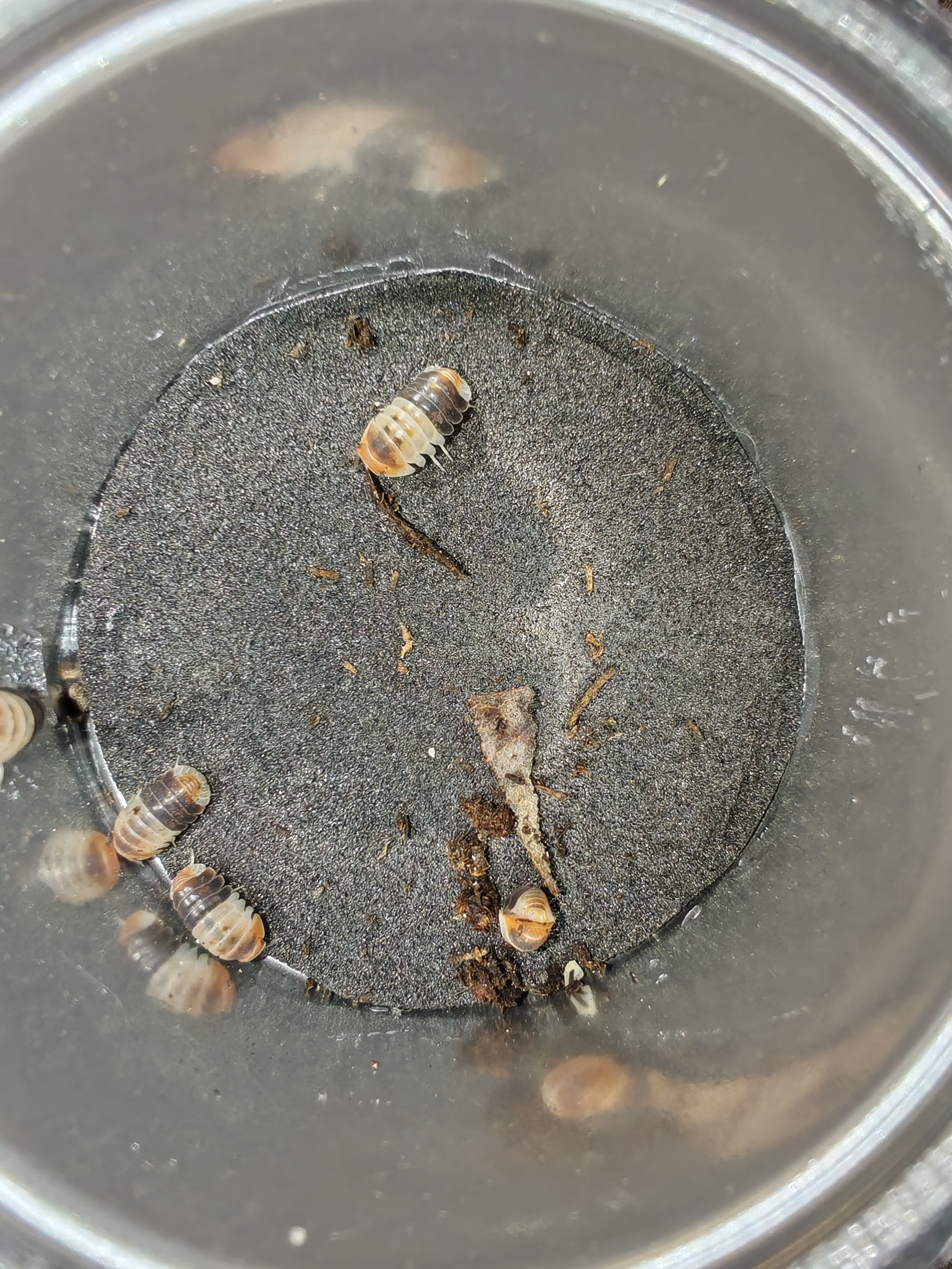 CUBARİS WHİTE SHARK