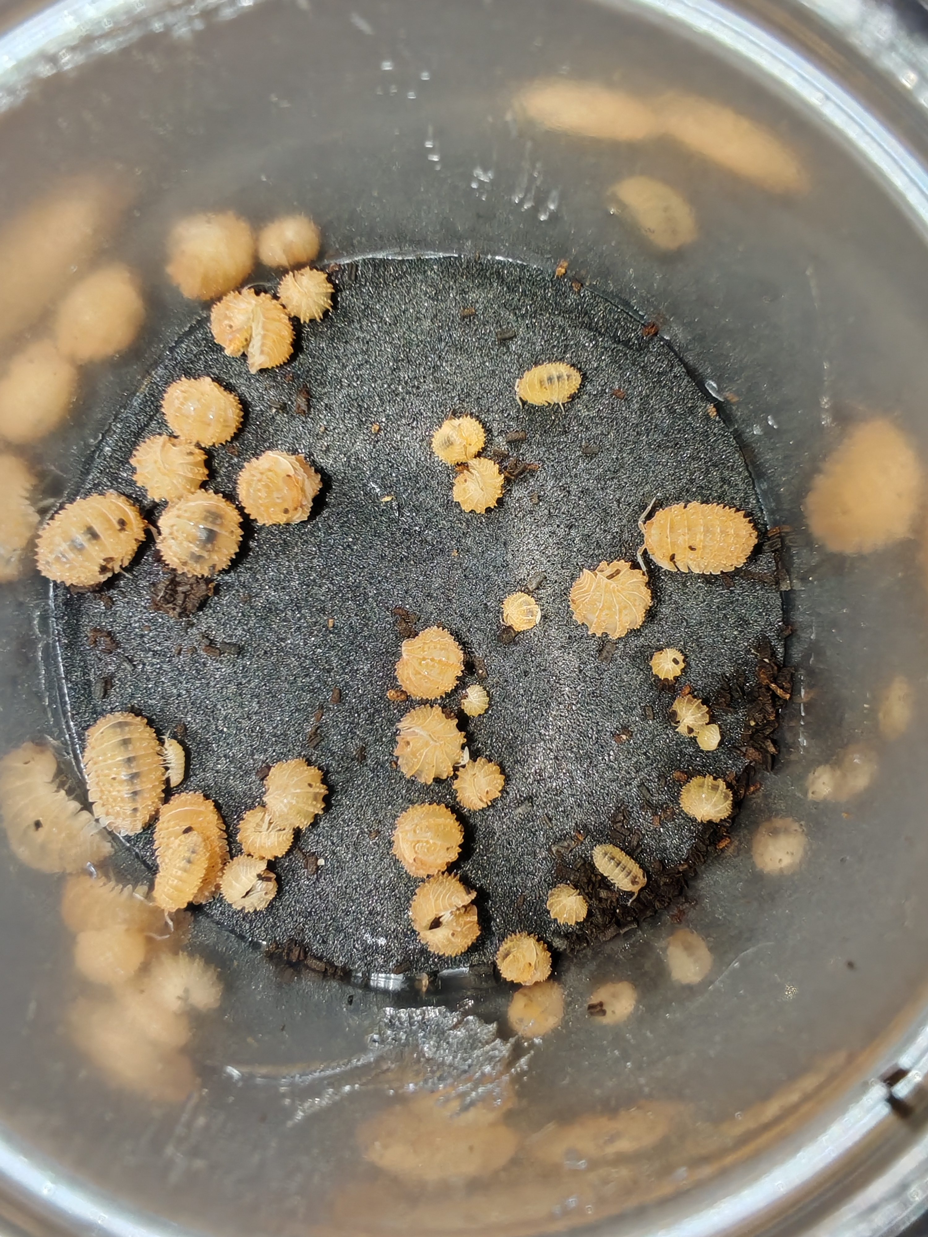 CRİSTARMADİLLİDİUM MURİCATUM