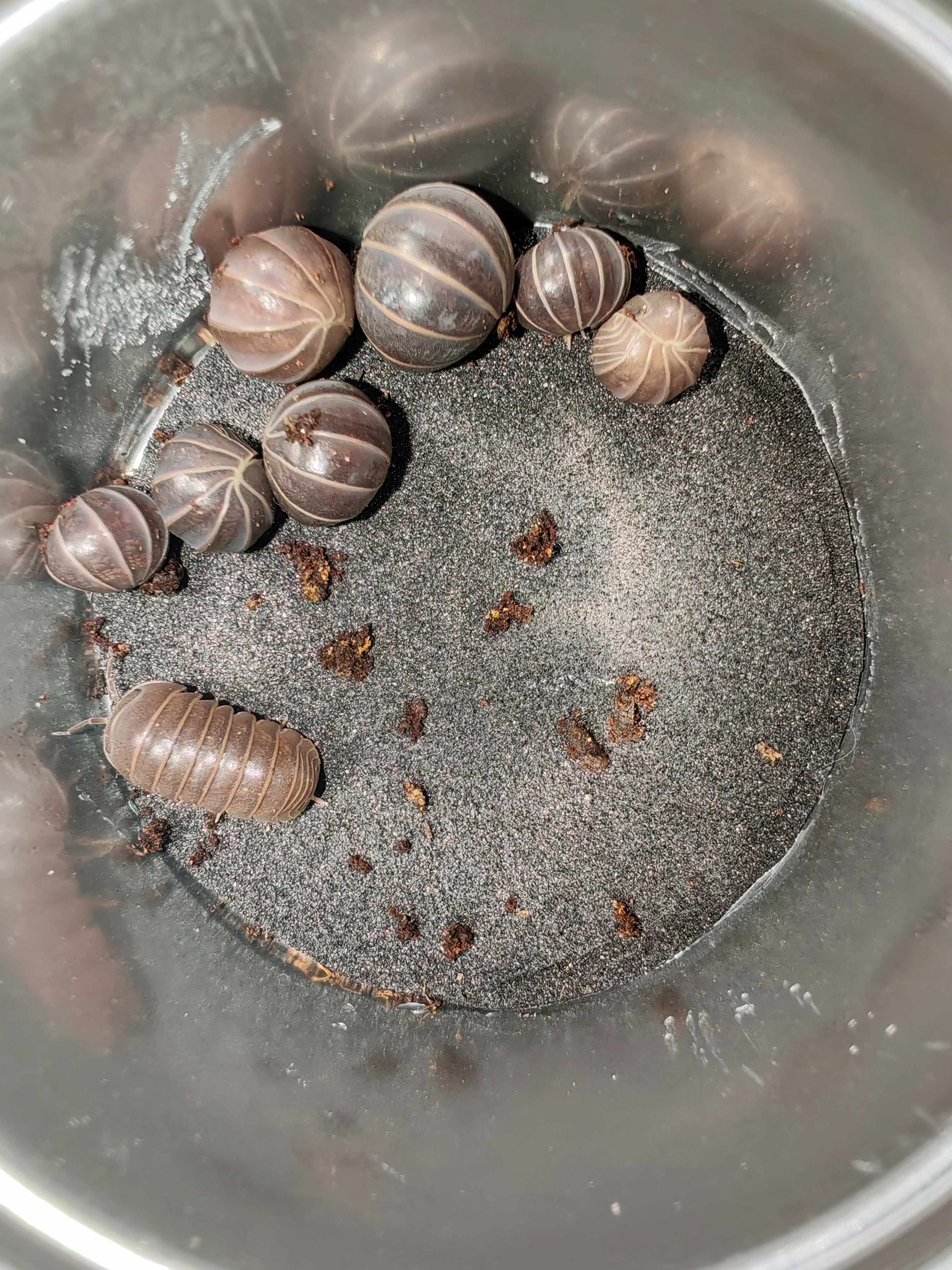 ARMADİLLO OFFİCİNALİS