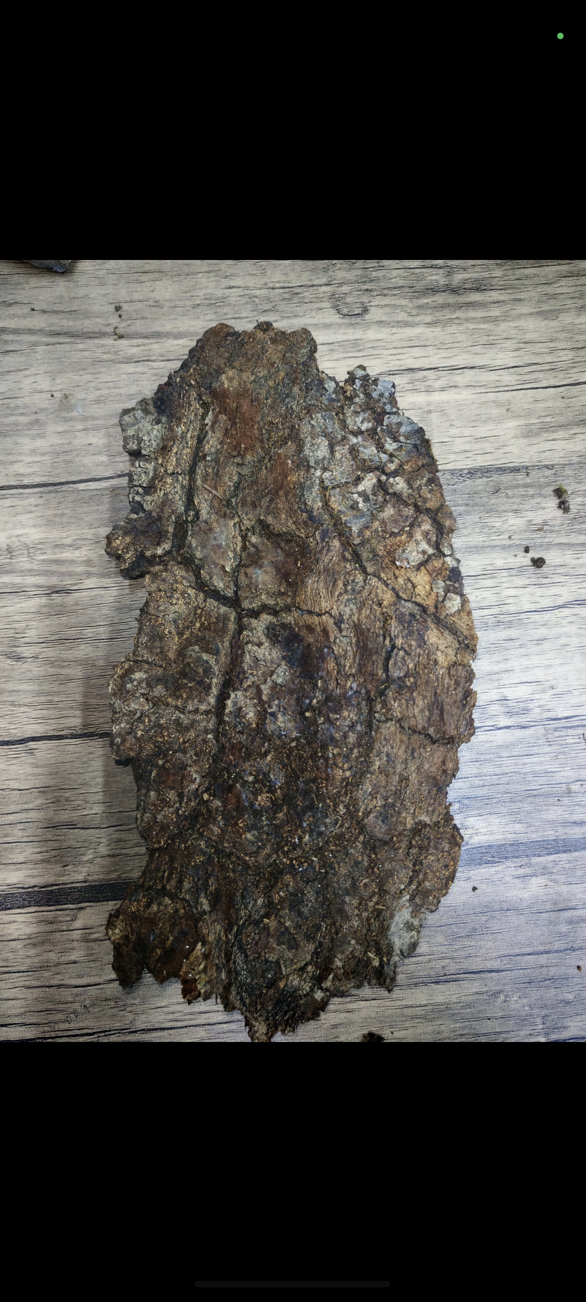 MEŞE AĞAÇ KABUĞU