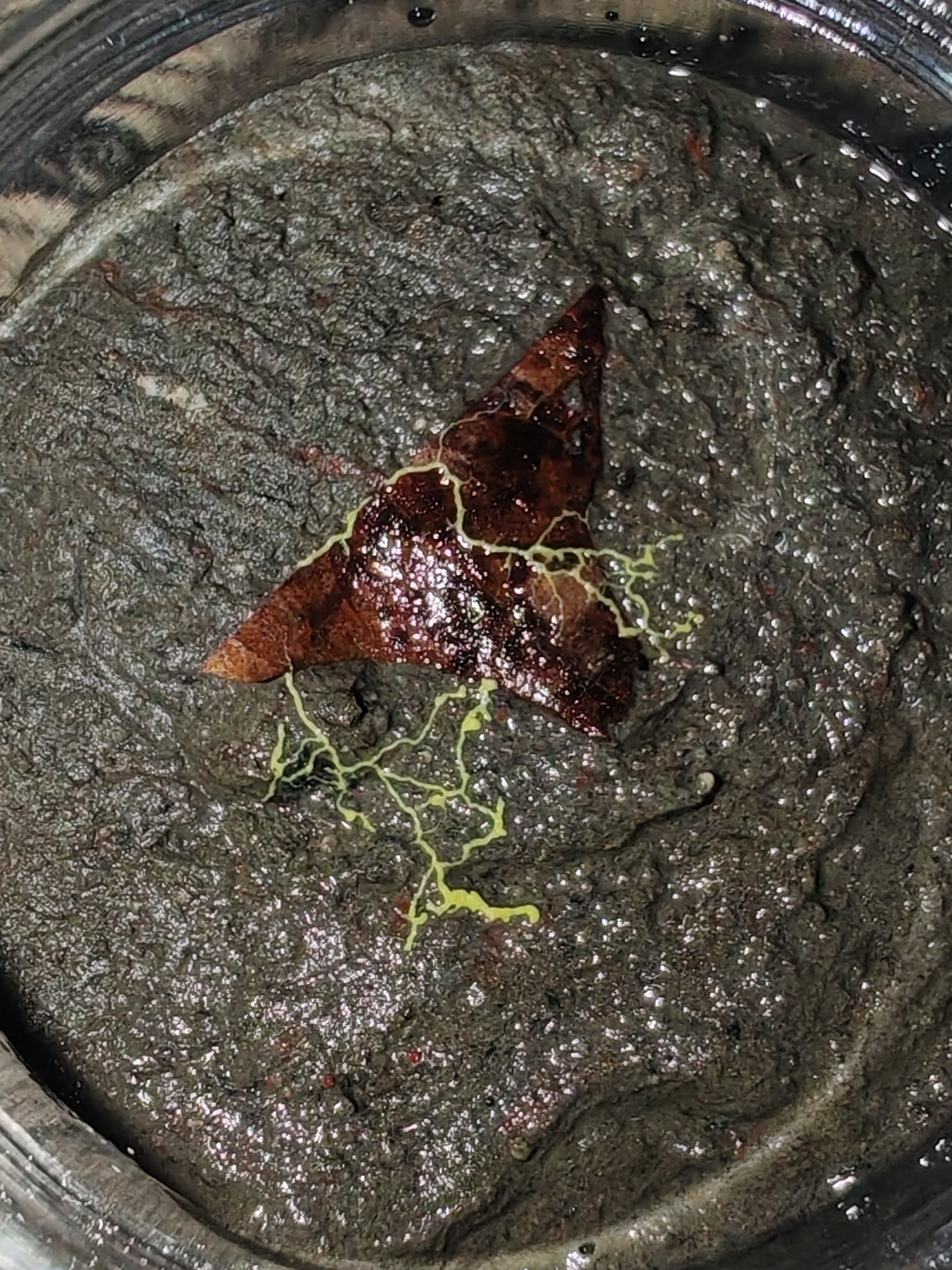 Slime Mold