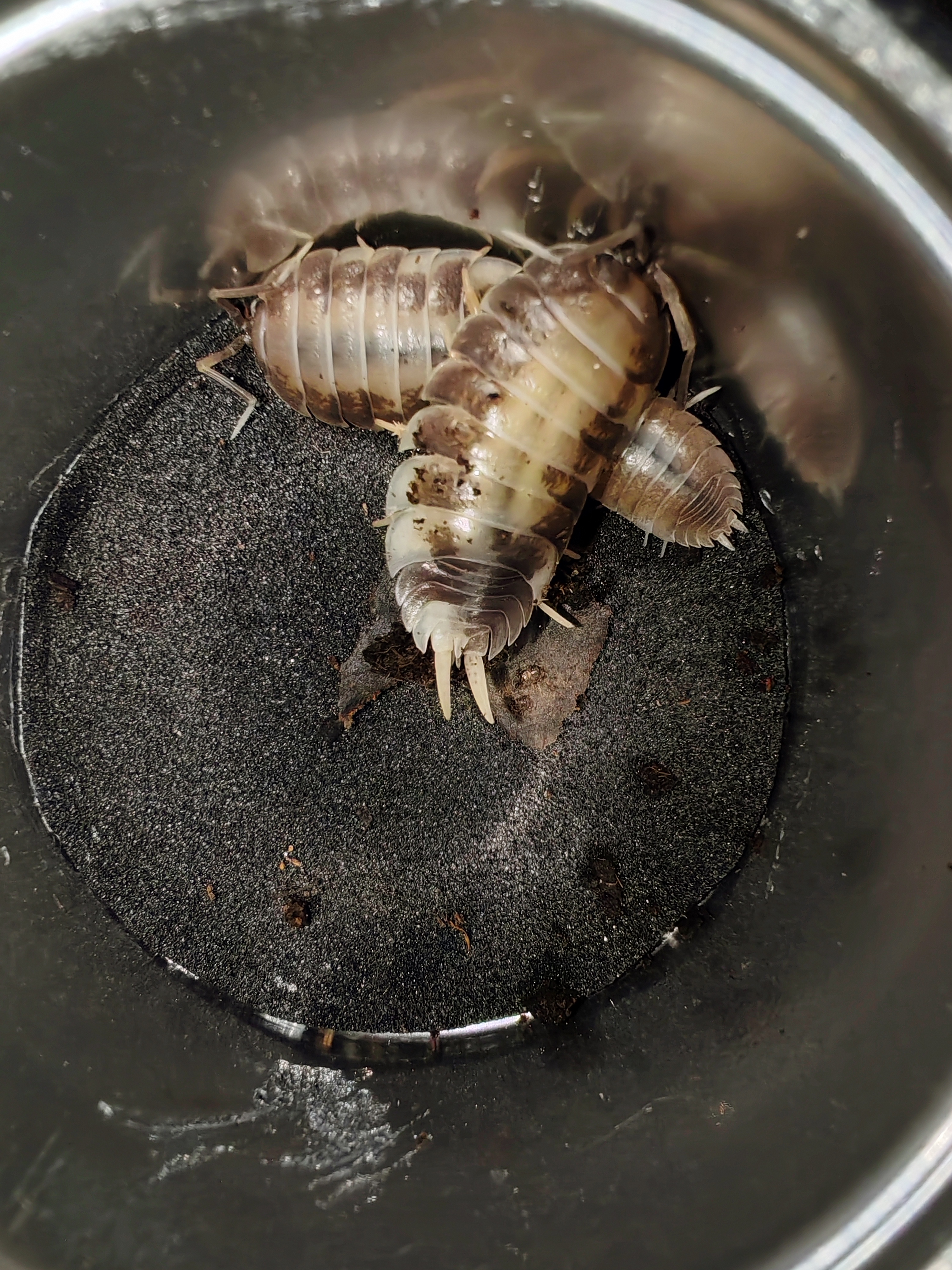 PORCELLİO LAEVİS MİLKBACK